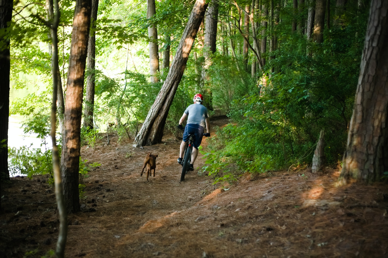 a man riding a bike on a trail in the woods